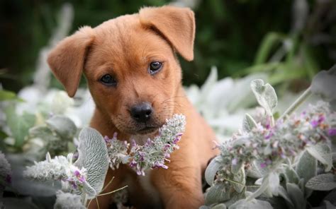 Free puppy - Free Puppy Listings – list or get puppies for free. Free Puppy Listings. You are not looking for puppies for adoption, but would like to give away puppies yourself? Here at Petclassifieds.com you can not only get free dog puppies, but also list your puppies for free at any time. Reach many interested people who … See more
